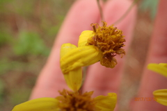 Senecio bupleuroides