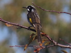 Phylidonyris novaehollandiae canescens