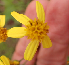 Senecio bupleuroides
