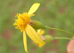 Senecio bupleuroides