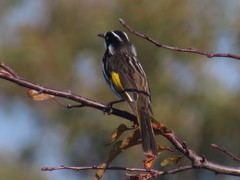 Phylidonyris novaehollandiae canescens