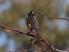 Phylidonyris novaehollandiae canescens