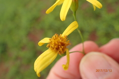 Senecio bupleuroides
