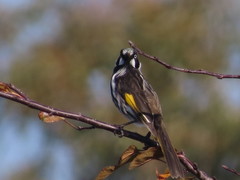 Phylidonyris novaehollandiae canescens