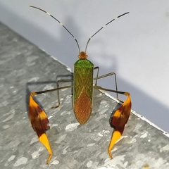 Anisoscelis foliaceus