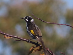 Phylidonyris novaehollandiae canescens