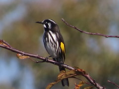 Phylidonyris novaehollandiae canescens