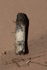 Epiblema desertana