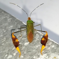 Anisoscelis foliaceus