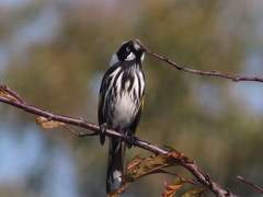 Phylidonyris novaehollandiae canescens