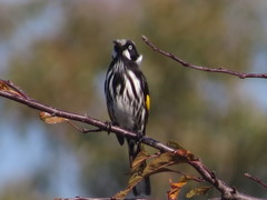 Phylidonyris novaehollandiae canescens