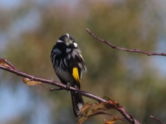 Phylidonyris novaehollandiae canescens