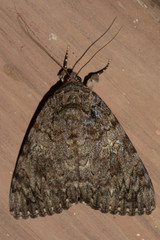 Catocala umbrosa