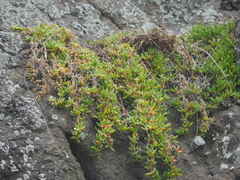 Disphyma australe australe