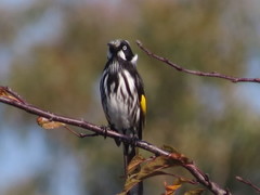 Phylidonyris novaehollandiae canescens