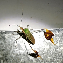 Anisoscelis foliaceus