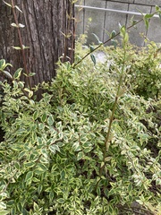 Abelia × grandiflora
