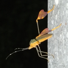 Anisoscelis foliaceus