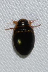 Thermonectus basillaris
