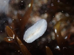 Pseudoceros canadensis