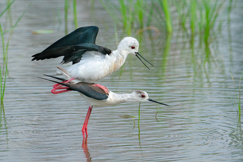 Black-winged Stilt, photo 9 of 9