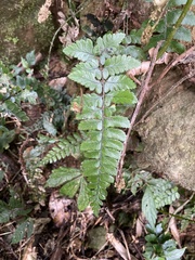 Polystichum prionolepis