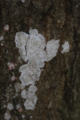 Phlyctis boliviensis