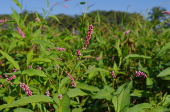 Persicaria elatior