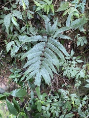 Pteris aspericaulis