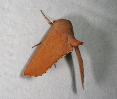 Monoctenia smerintharia