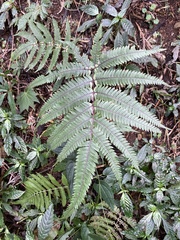 Pteris aspericaulis