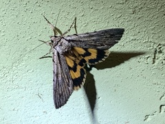 Catocala grynea