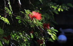 Calliandra tweediei