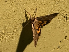Catocala grynea