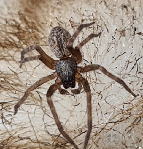 Grey House Spider