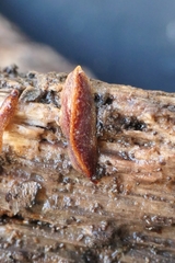 Australopacifica spectabilis