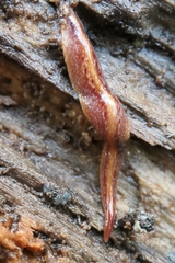 Australopacifica spectabilis