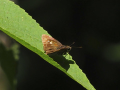 Salanoemia fuscicornis