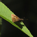 Salanoemia fuscicornis - Photo (c) Cheongweei Gan, algunos derechos reservados (CC BY-NC), subido por Cheongweei Gan