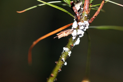 Pseudophilippia