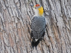 Melanerpes aurifrons