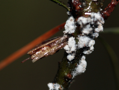 Pseudophilippia