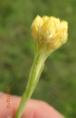 Helichrysum cephaloideum