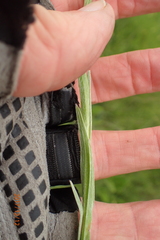 Helichrysum cephaloideum