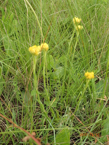 Image of Helichrysum cephaloideum by no rights reserved