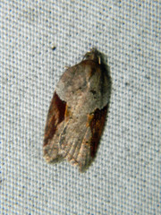Acleris macdunnoughi