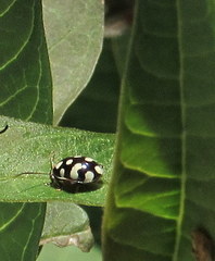 Alagoasa bipunctata