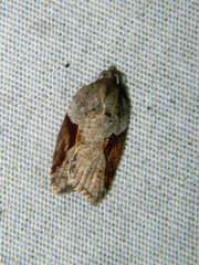 Acleris macdunnoughi
