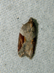 Acleris macdunnoughi