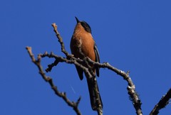 Heterophasia capistrata